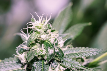 Blooming medical cannabis with visible hairs and trichomes. Macro image marijuana bud plant in greenhouse. Flower marijuana plants, the tip of the plant trichomes.
