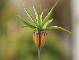 The buds of the flower Imperial Fritillary