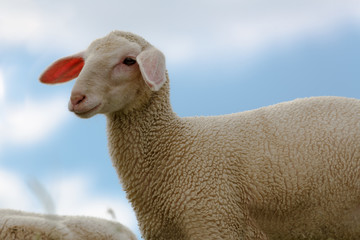 Lamm eines Merinolandschafes