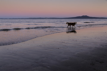 Dog in the waves on sunset beach