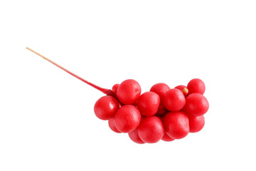 Schisandra chinensis or five-flavor berry. Fresh red ripe berry isolated on white background.