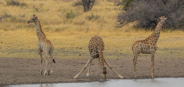 Giraffes drink water at a waterhole in the African wilderness image with copy space in landscape format