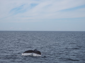 Fototapeta premium Fluke eines Wals mit abtropfendem Wasser