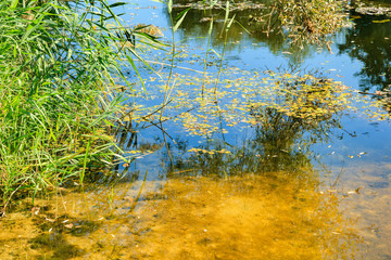 Beautiful autumn leaves fell into the water in the autumn rain.Autumn background. Colorful leaves in puddle.