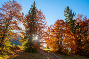 Autumn tree in forest