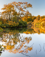 A portrait in Autumn