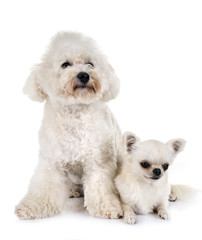 maltese dog and chihuahua