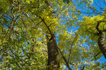 Obraz premium Autumn colored leafs against a blue sky