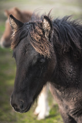 Fototapeta premium Closeup portrait of a black Icelandig horse foal