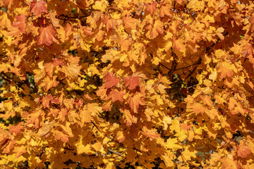 Branches of autumn colored maple leafs