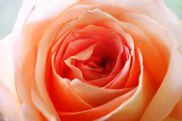 Beautiful orange rose. Close up