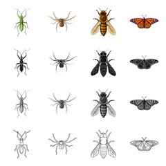 Vector illustration of insect and fly sign. Set of insect and element stock symbol for web.