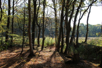 Autumn forest in the sunlight
