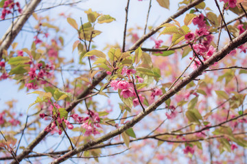 Branches of cherry trees.