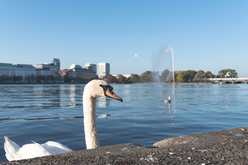 low angle view of swan on Alster Lake in Hamburg, Germany on clear and sunny day