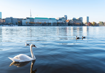 Fototapeta premium swan on Alster Lake in Hamburg, Germany against skyline on clear and sunny day