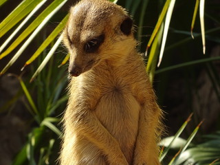 Rostro de suricata