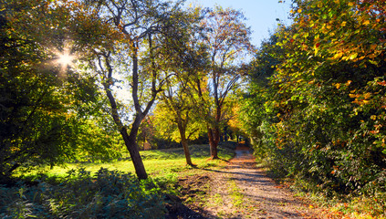 Schönheit des Herbstes, Spätsommer, Indian Summer, wundervolle Farben im Wald,  Wanderung, weiches, stimmungsvolles Licht :)