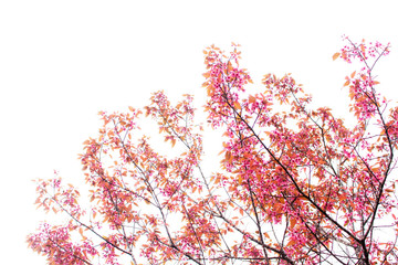 cherry blossom on sky.