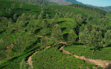 Tea Plantations in the hills