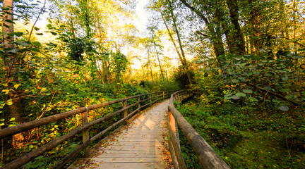 Schönheit des Herbstes, Spätsommer, Indian Summer, wundervolle Farben im Wald, Brücke über Bach, weiches, stimmungsvolles Licht :)