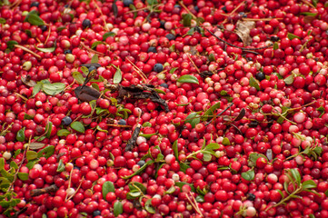 Ripe red appetizing berries cowberry, background, texture.