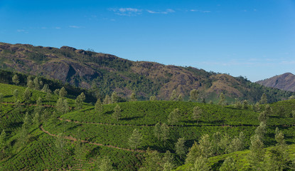 Fototapeta na wymiar Tea Plantations in the hills