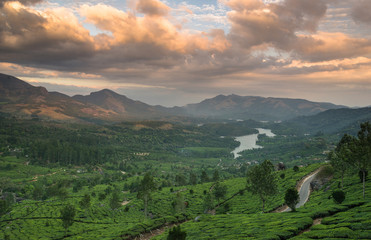 Tea Plantations in the hills