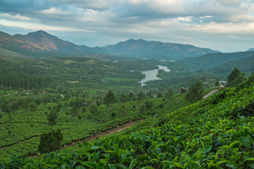 Tea Plantations in the hills