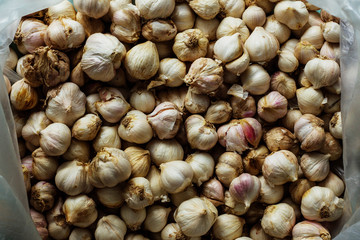 Garlic in plastic bag.