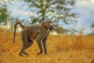 Male Chacma Baboon Species Papio