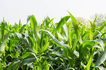 Leaf of corn with sunlight.