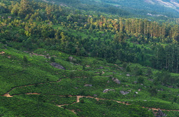 Tea Plantations in the hills