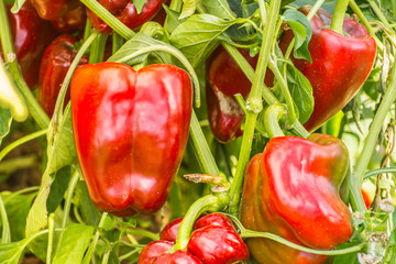 Fototapeta na wymiar Cultivation of sweet pepper in the province of Zamora