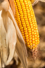 Corn plant in autumn, intended for animal consumption