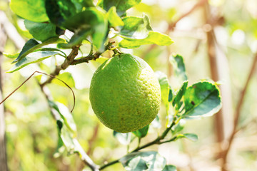 Lemon with sunlight.