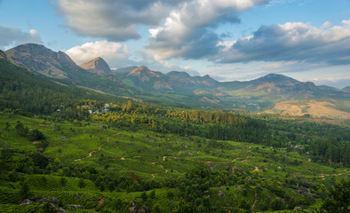 Tea Plantations in the hills