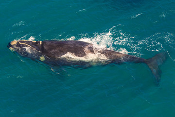 Fototapeta premium Adult Whale off the water in St Lucia, South Africa, one of the top Safari Tour destinations. Aerial view. Whale watching during migration between June and November in winter season.