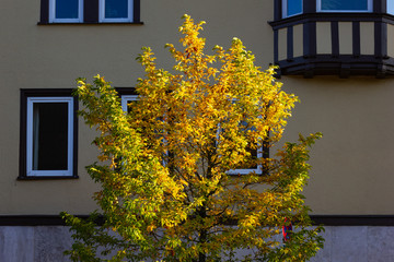 autumn color tree and leaves on city building facades