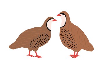 Pair of quails isolated on white background. Adorable farm poultry, domestic or cute small barnyard bird, gamebird, funny wild fowl. Childish colored vector illustration in flat cartoon style.