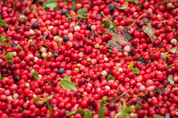 Ripe red appetizing berries cowberry, background, texture.