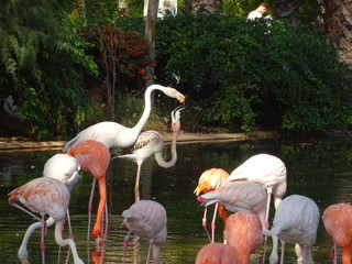 Flamencos