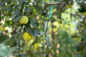 Quicens on local tree in garden