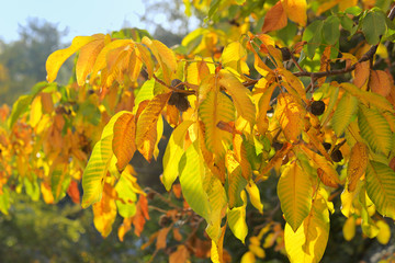 Autumn branch of walnut leaves