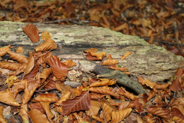 a tree trunk among foliage