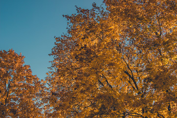 Beautiful Golden autumn in Belarus