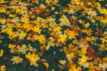 Yellow maple leaves on the grass.