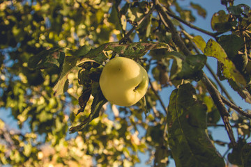 White pouring on a branch. White Apple hanging on a branch. One Apple per branch.