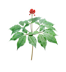 Korean wild root ginseng with berries. A close up of the wild most famous medicinal plant ginseng...