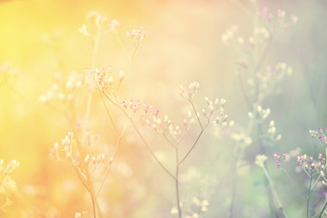 Obraz na płótnie Canvas Soft focus Grass Flower abstarct spring ,autumn nature background